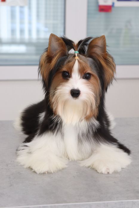 Цуценя підрощенне хлопчик бівер йорк з документами КСУ