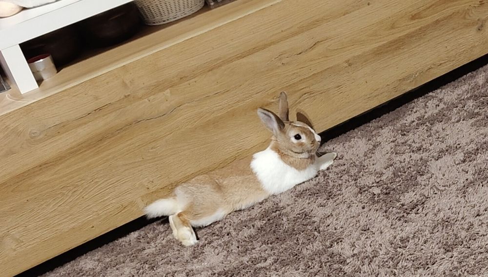 Oddam królika w dobre ręce