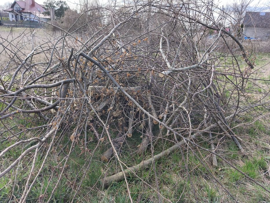 Oddam gałęzie i drzewo na rębak