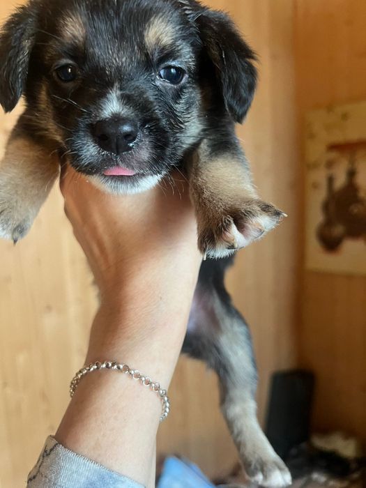 Продаю цуценят метис Бігль