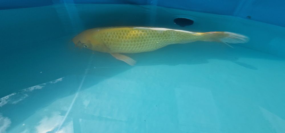 Carpa koi com 31cm