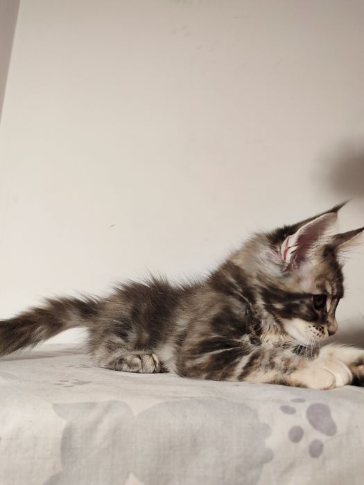 Мейн-кун дівчинка