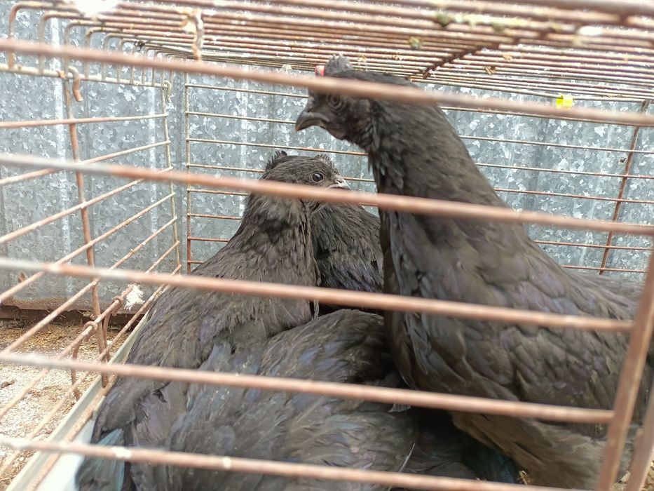 Ayam cemani  kury ozdobne 2026r