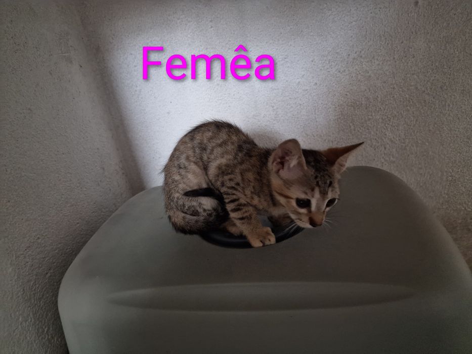 Doa-se 3 gatinhos