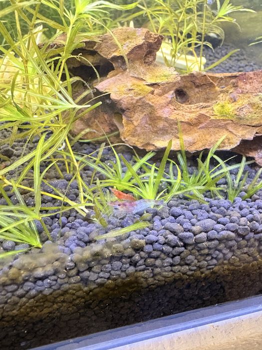 Camarões Neocaridina (Red Cherry)