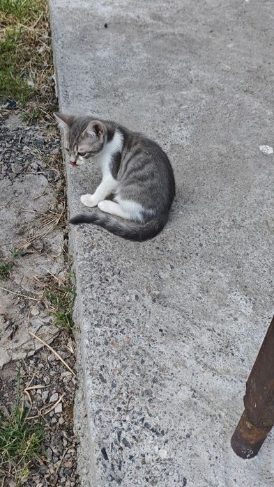 Віддамо кошенят, в добрі руки