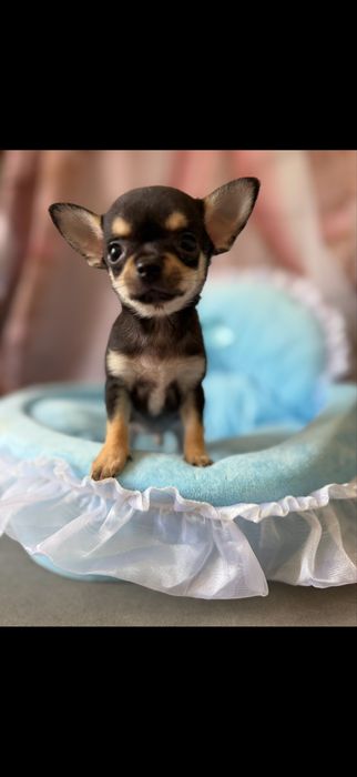 Chihuaha xxs chlopczyk  do odbioru