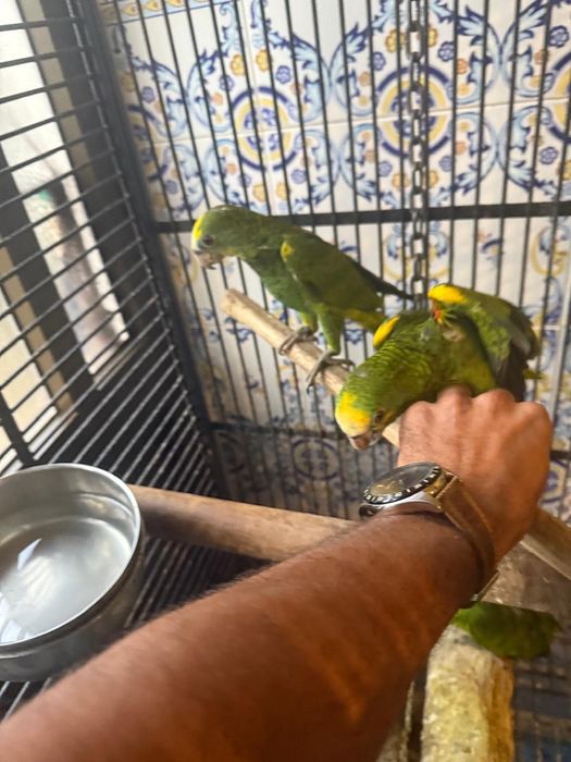 Papagaios Amazonas Barbadensis