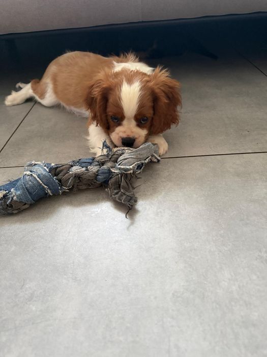 Cavalier king spaniel