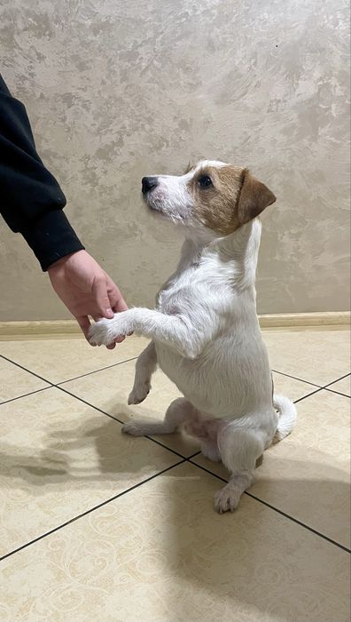 Вязка Джек рассел терьер