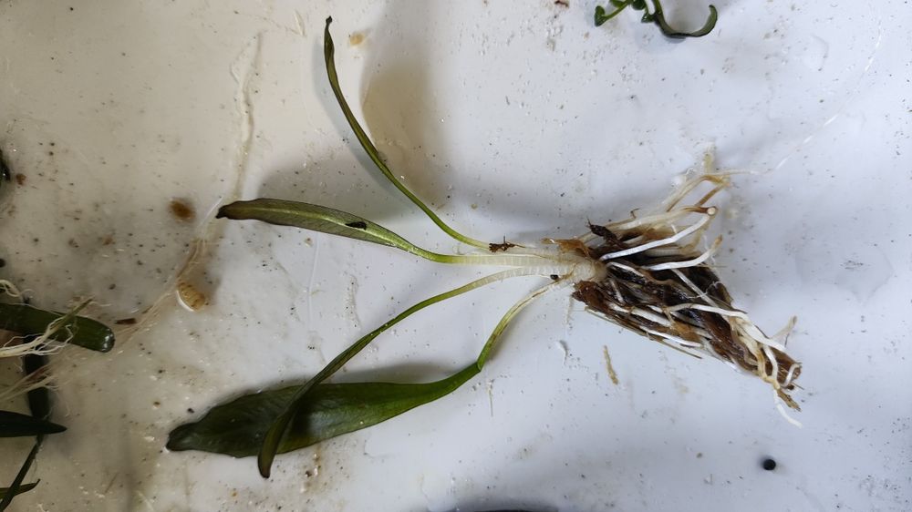 Plantas aquário raiz