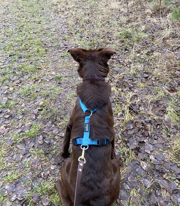 Piesek Tedi do adopcji