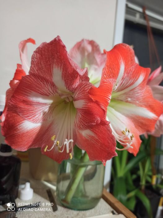 Дітки гіпеаструма "Мінерва".