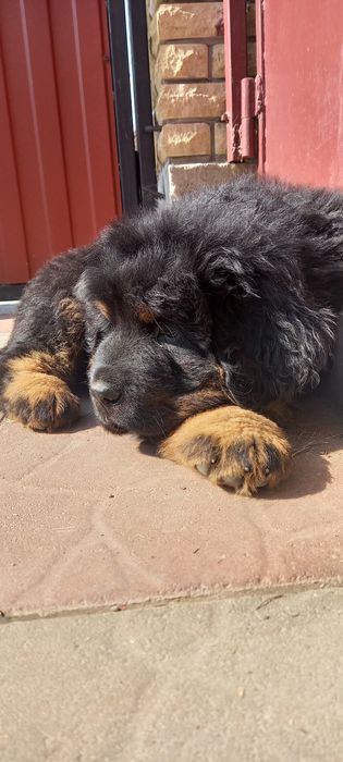 Тибетский мастиф