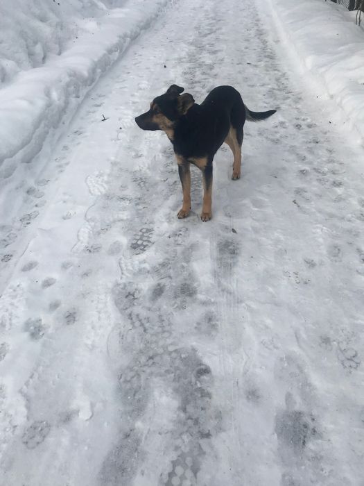 Собачка в добрі руки