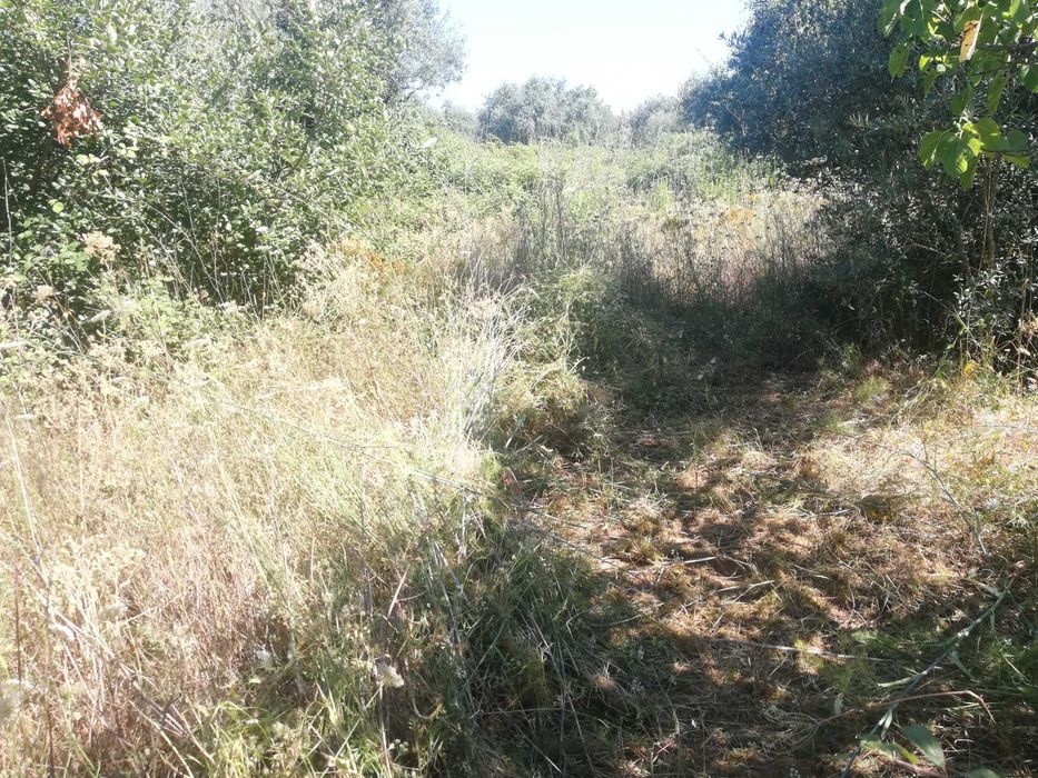 "Terreno Rústico à Venda – Tomar, em Santarém"