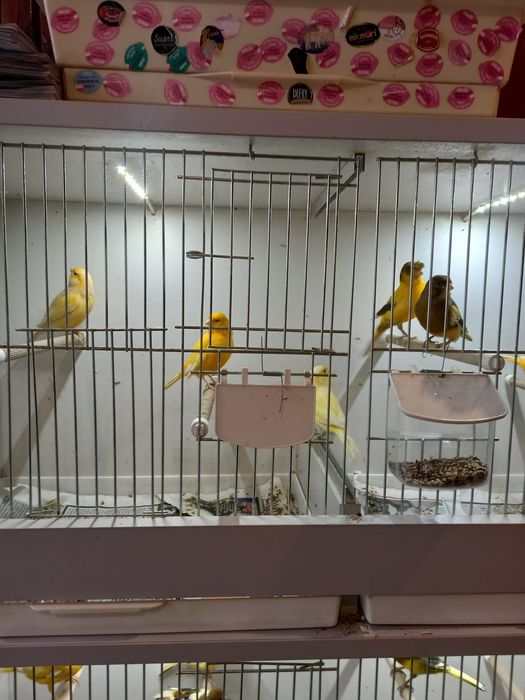 Kanarki samce i samice