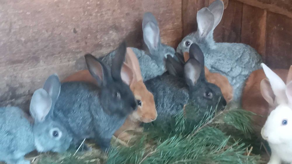 Кролі породи Радянська шиншила та Бургундія