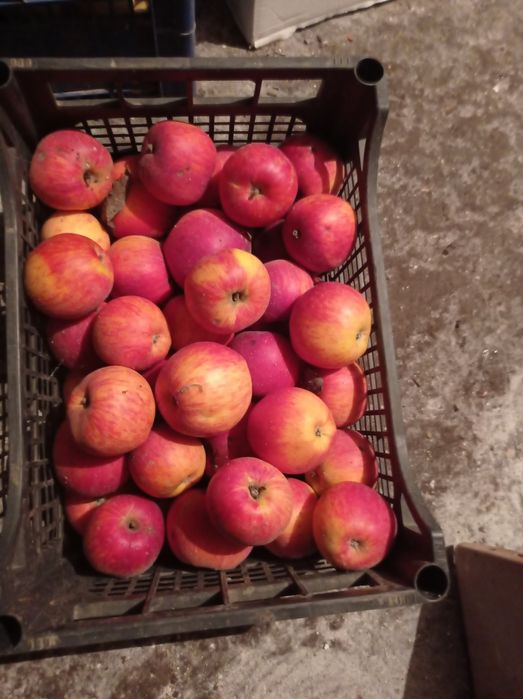 Яблука сортів Сніжний кальвій та Чемпіон