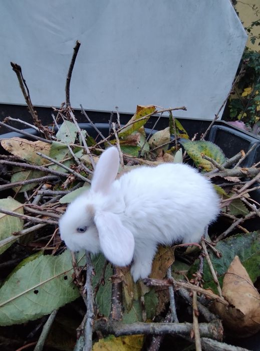 Króliki baranki miniaturki