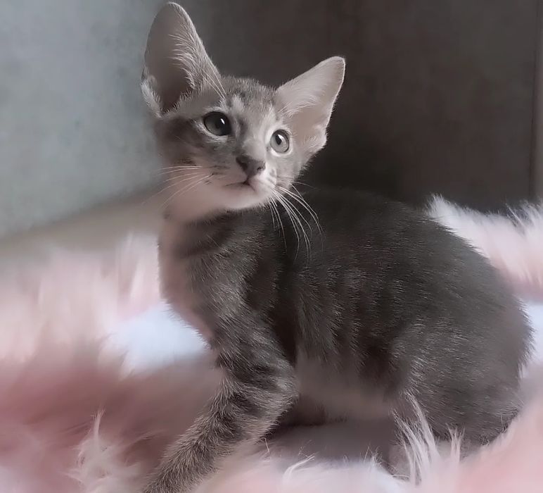 орієнтальні кошенята