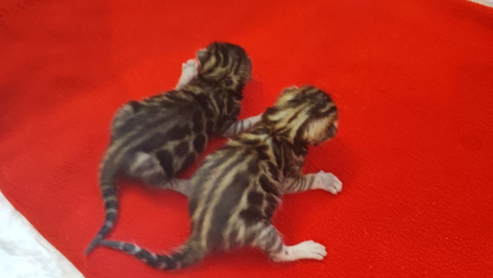 Бронювання бенгальських кошенят. Документи клубу WCF