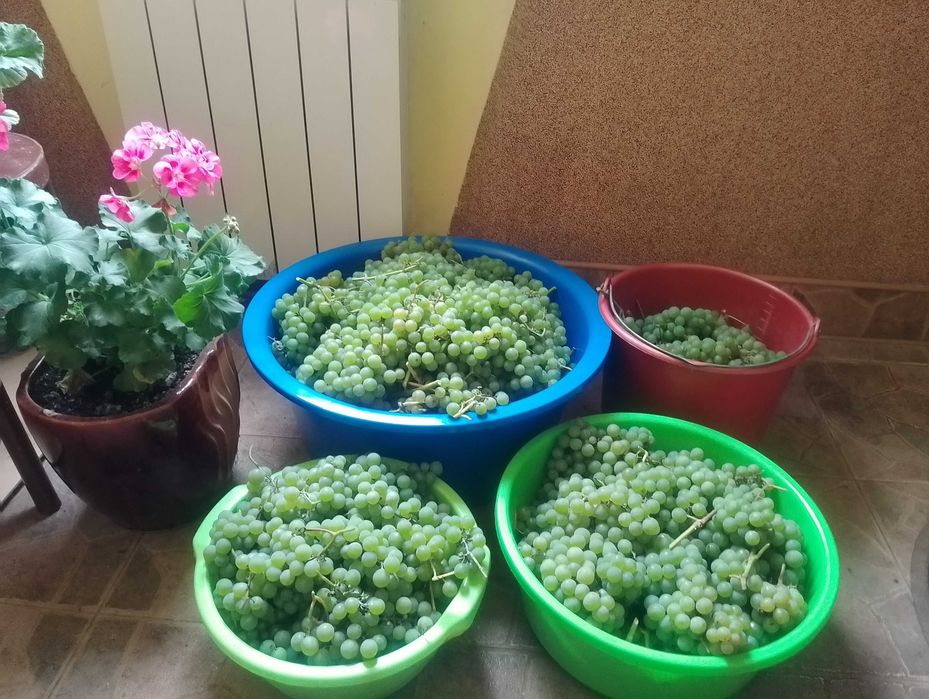 Саджанці неукривного винограду