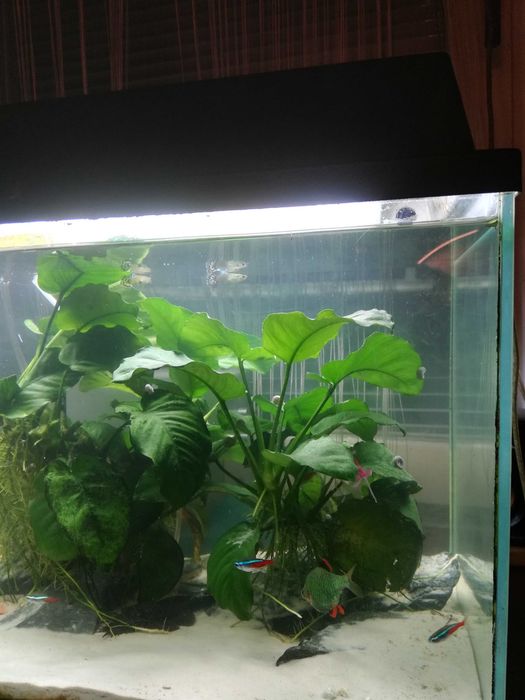 Anubias zamienię na mieczyki lub molinezje