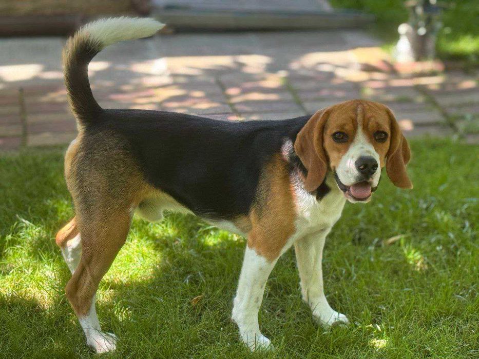 Бігль в'язка (розведення, кохання)