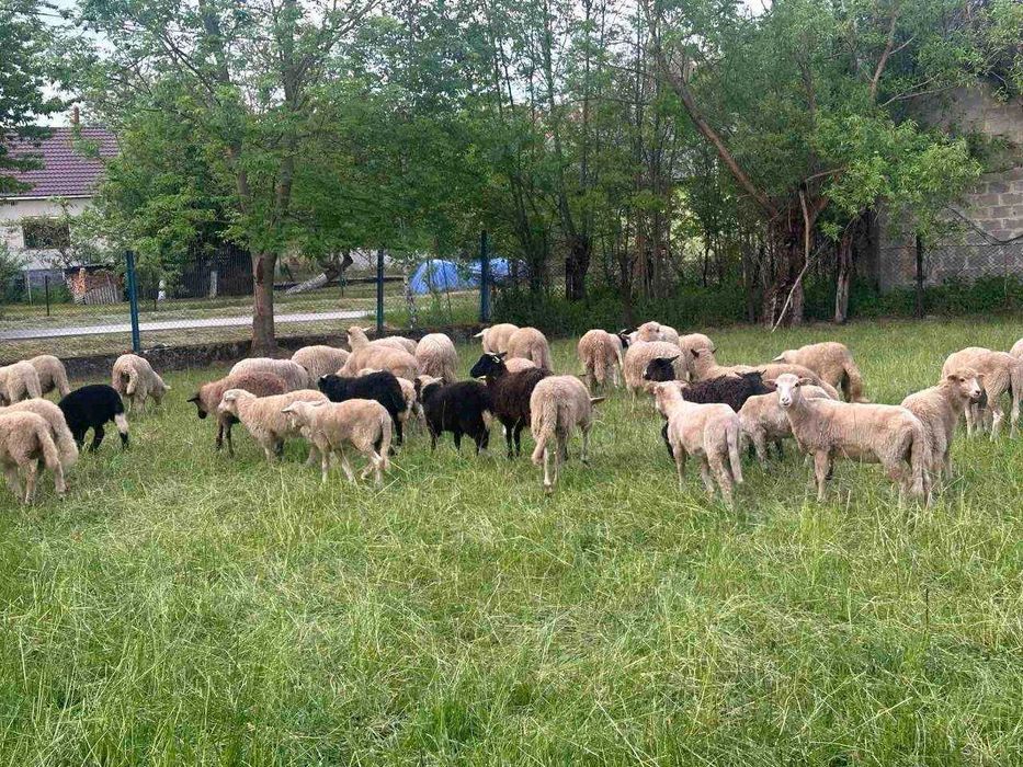 Продаються молоді баранчики, вівці