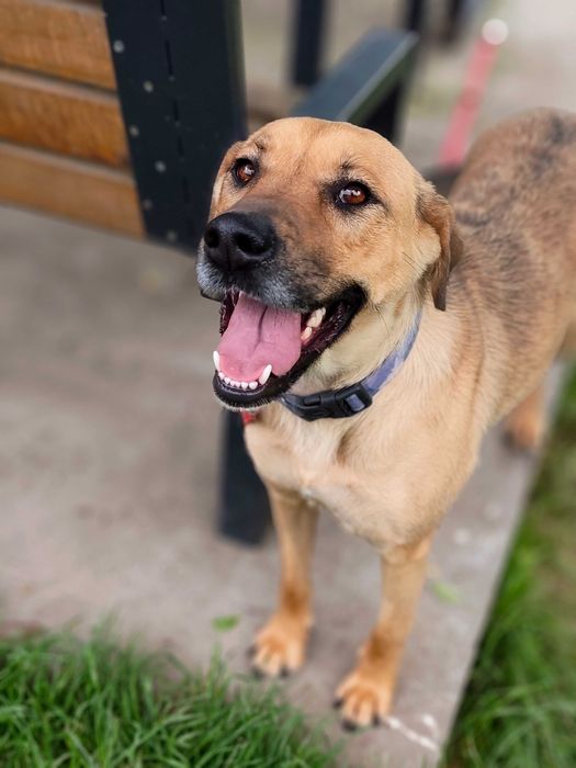 Mila, młoda przyjazna sunia, mix labrador