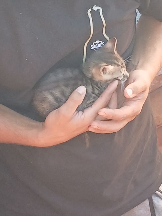 Gatinhos para adoção