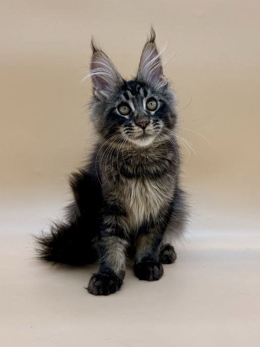 Мейн кун котенок девочка с документами питомник