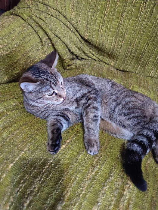 Віддам в добрі руки