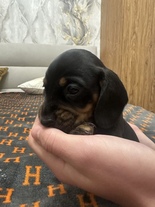 Такса Стандартна