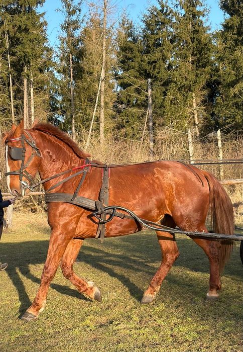 Klacz śląska, 5 letnia