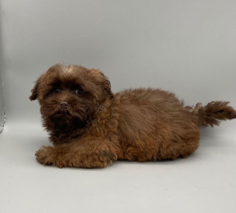 Супер- няшка дівчинка- цуценя Мальтипу шоколад колор-пойнт