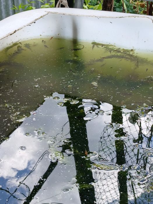 Peixes de aquário ou lago de água fria