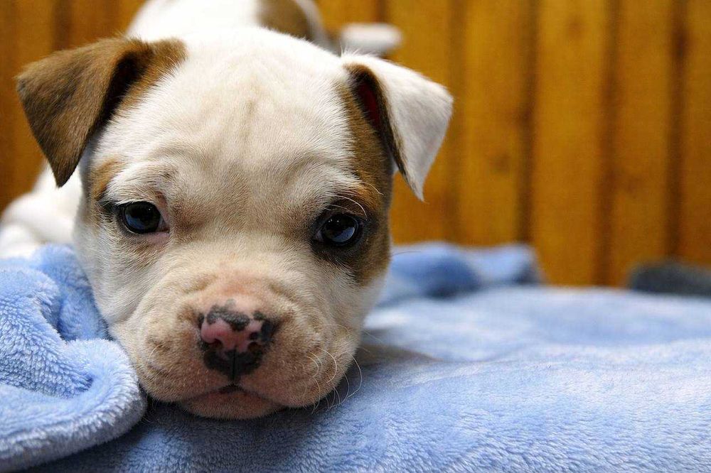 Мечты должны сбываться - щенок амстаффа может стать вашим