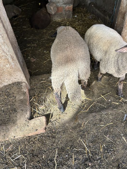 Animais de quinta ouvelhas
