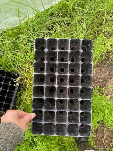 seedling trays tabuleiros de mudas 40