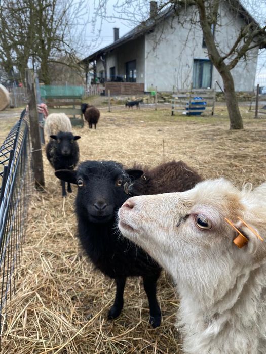 Owce miniaturowe quessant