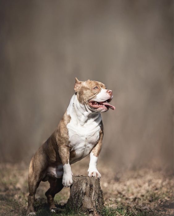 Вязка американского Булли BYLLY