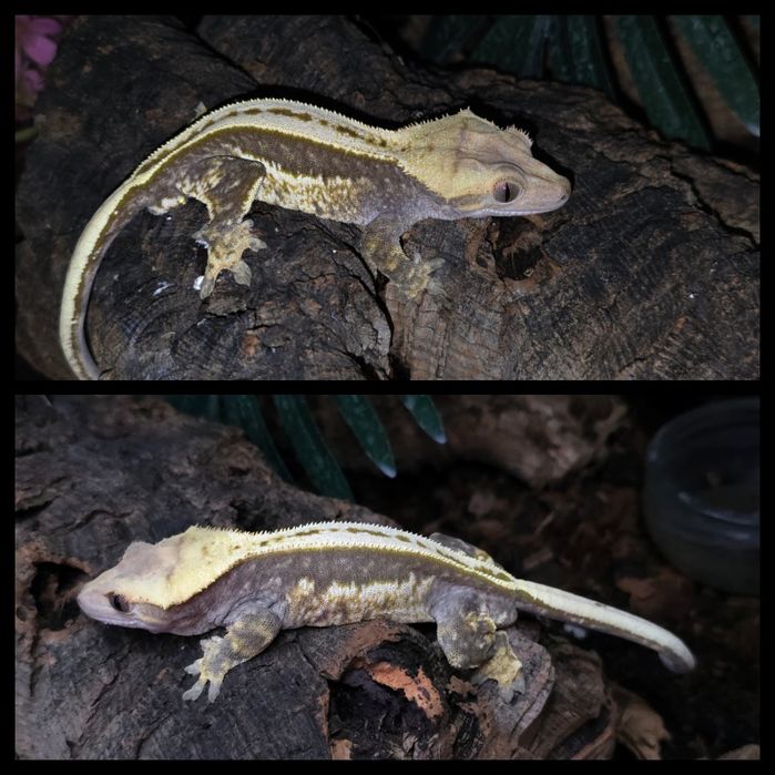 Zamienię gekony orzesione