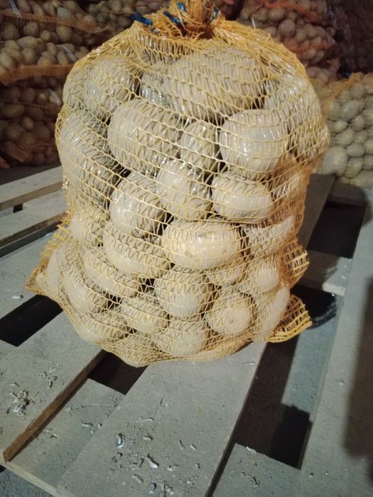 Ziemniaki jadalne Soraya