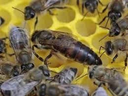 Matki pszczele unasiennione przezimowane