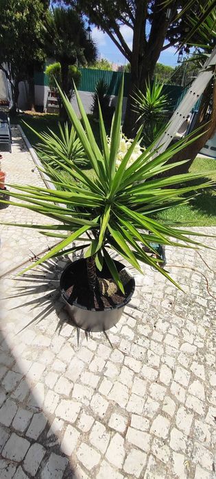 Árvore Palmeira em vaso