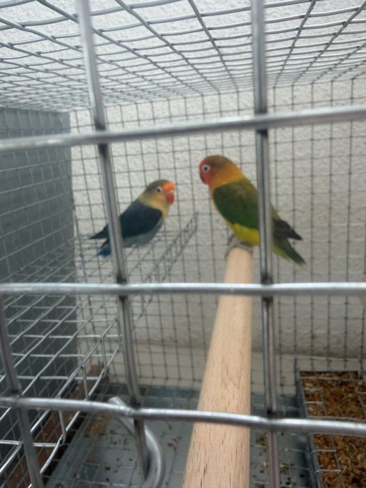 Casal agapornis fischeri 2023