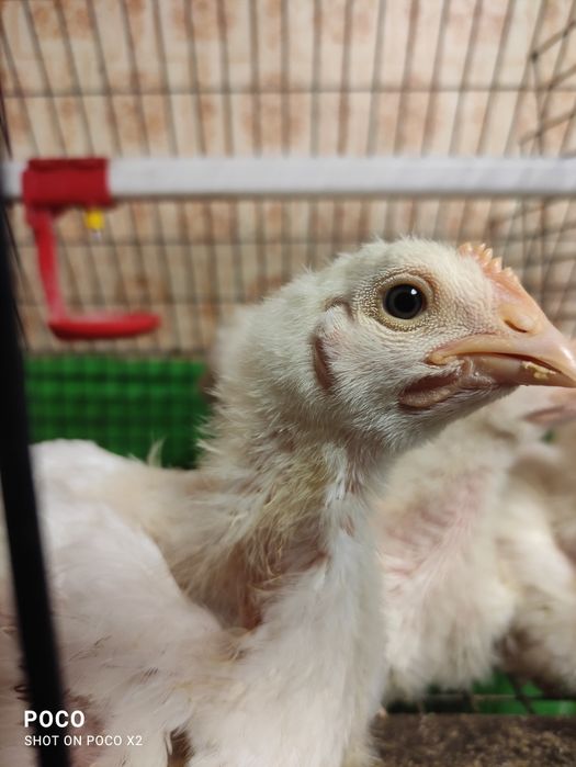 На 14.02.26 добові несучка R3А