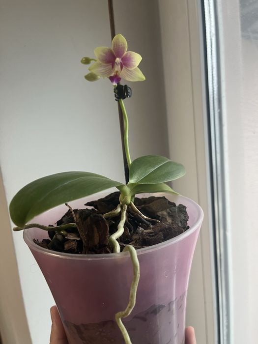 Орхідея. Зараз квітне